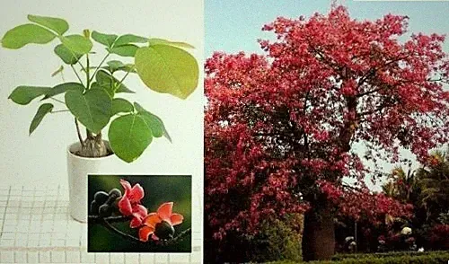 Jetzt pflanzen ! Bombax Baum Seidenbaum schnellwüchsige Pflanze Deko Samen