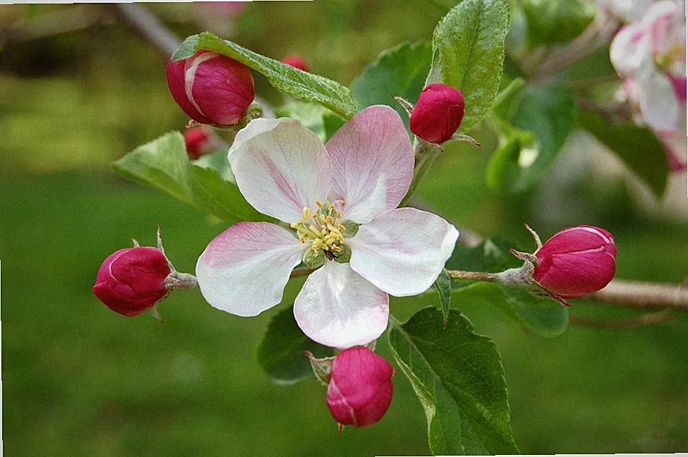 **PARFÜMÖL-DELUXE: APFELBLÜTE - SEHR INTENSIVER, ANGENEHMER DUFT** KURZANGEBOT